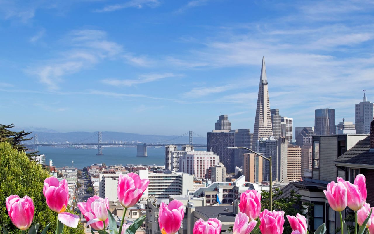 Spring in San Francisco: View of San Francisco financial district with pink tulips on front