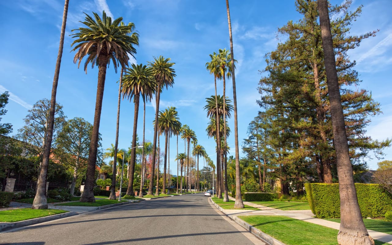 Palm trees line a sun-dappled street in Beverly Hills