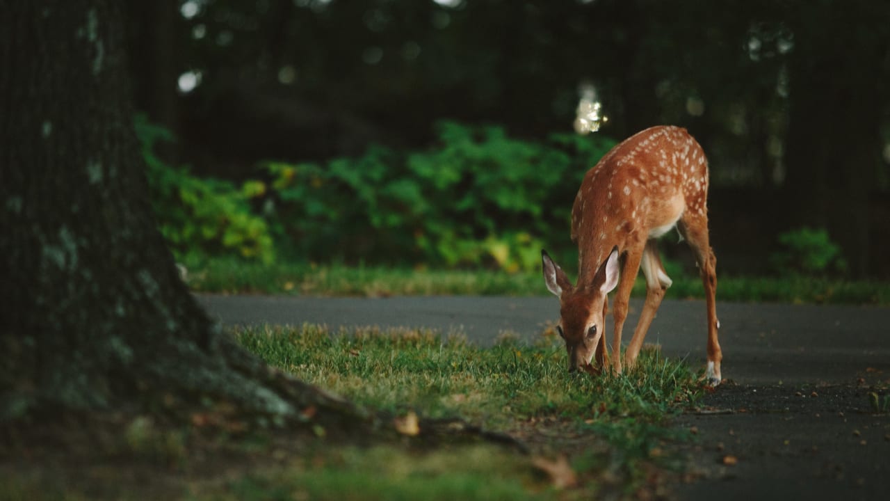 Deer Resistant Gardening