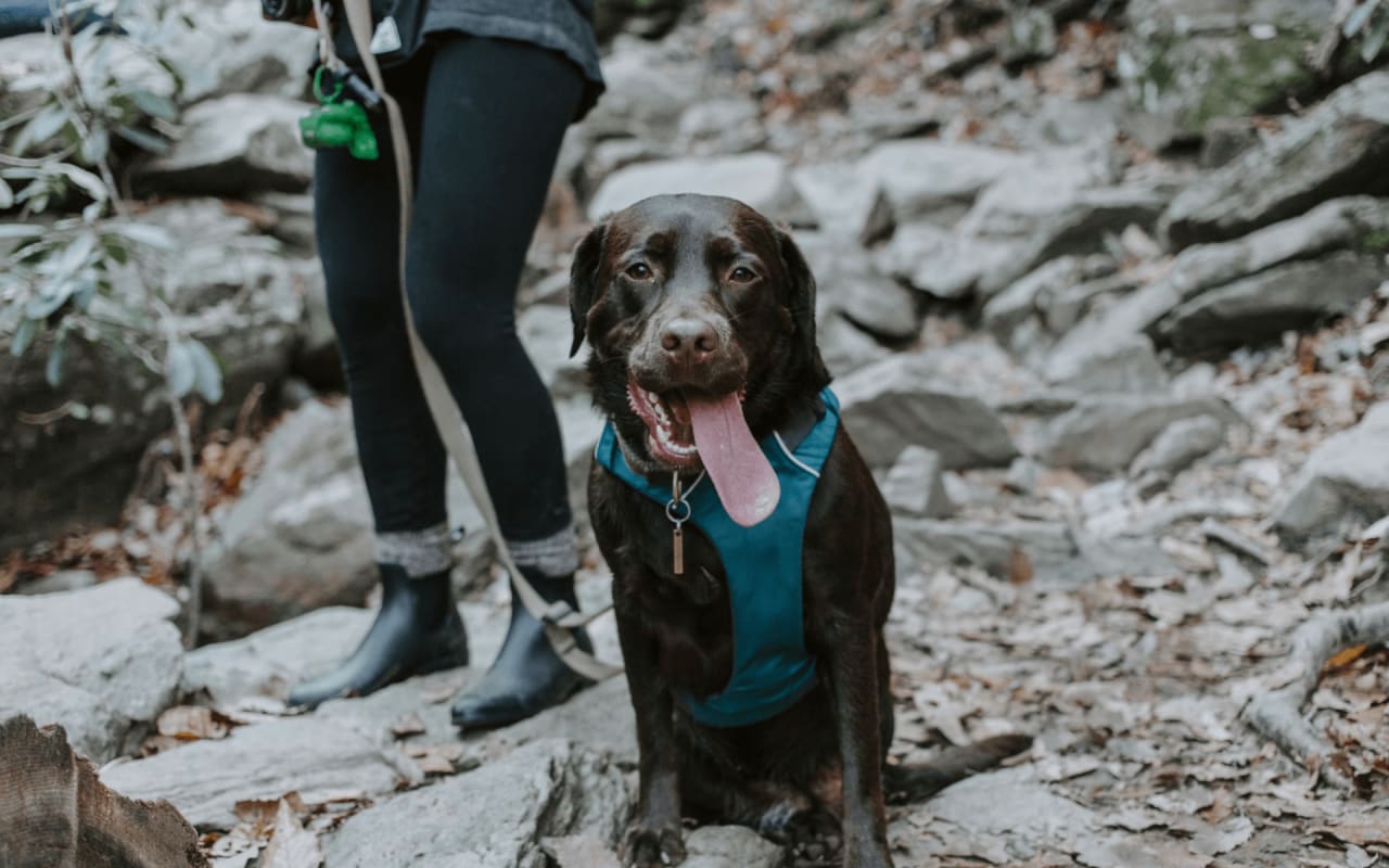 Aspen's Dog-Friendly Adventures: Exploring with Your Canine Companion