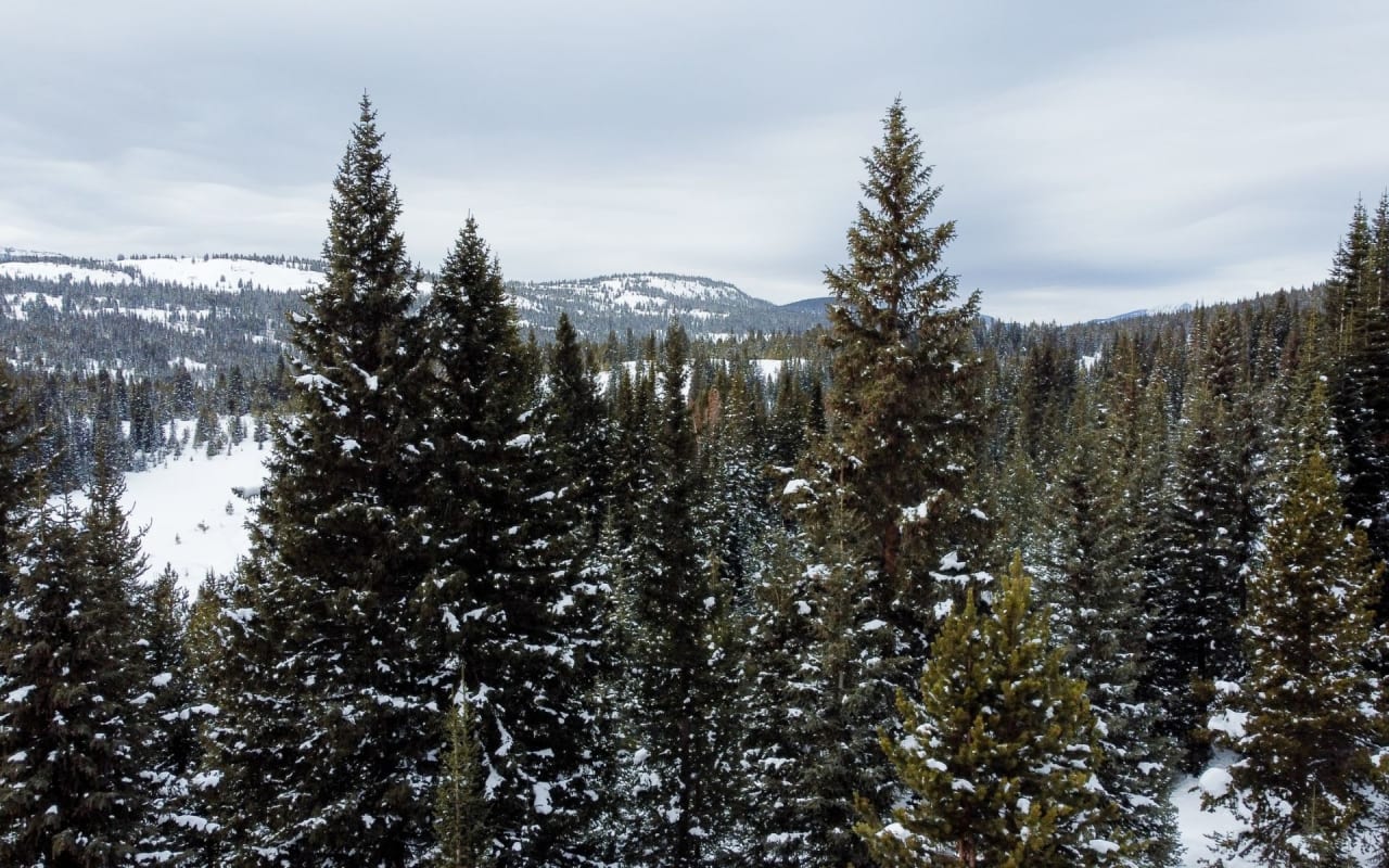 Cut Down Your Own Christmas Tree at this Colorado State Park