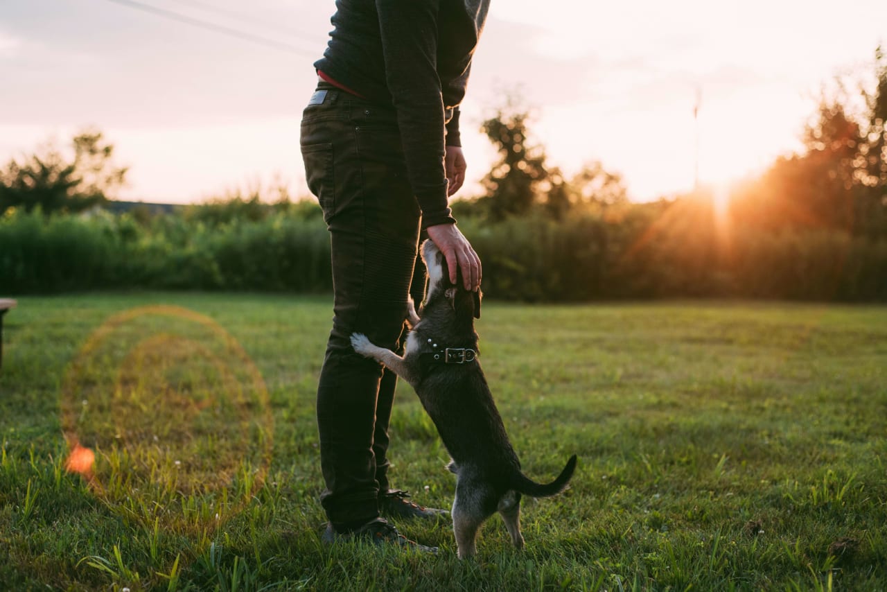 The Ultimate Guide to Pet-Friendly Landscaping: Creating a Safe and Blissful New Home for Your Furry Friends