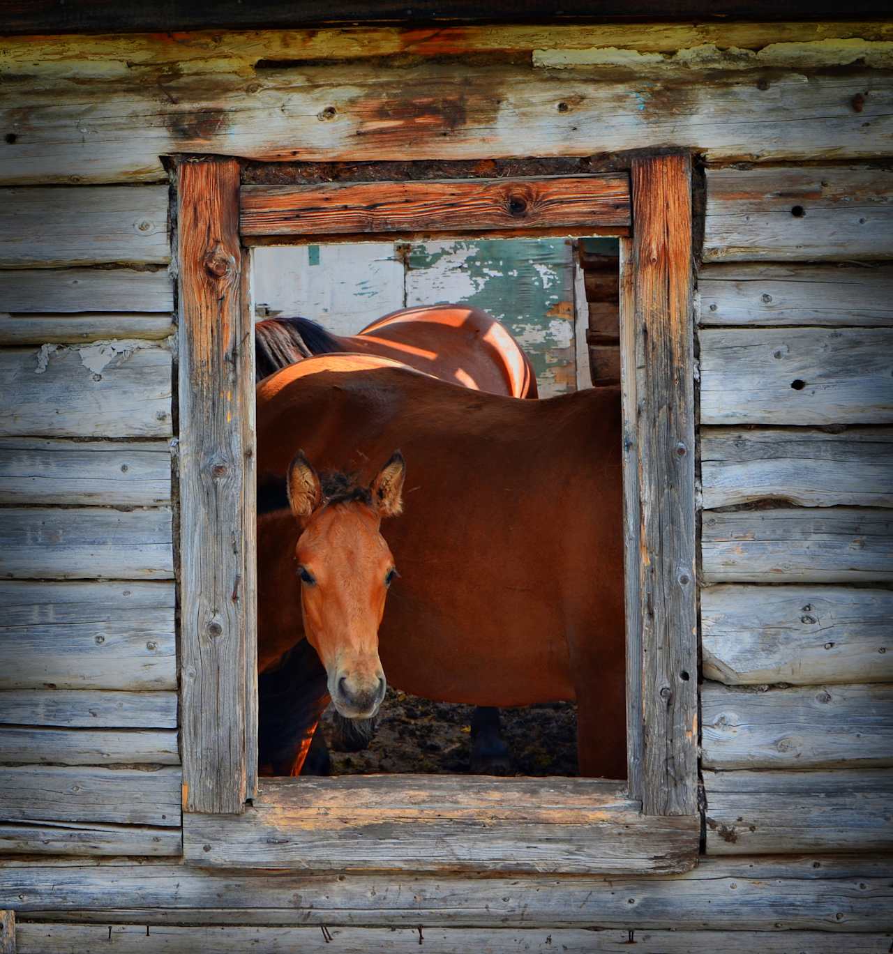 Bettina Babbitt Austin Real Estate Agent