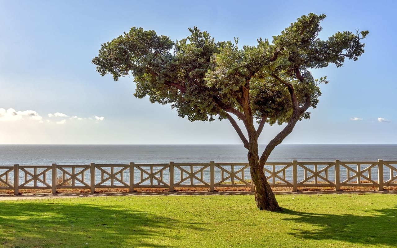 A tree in a park with a view of the ocean