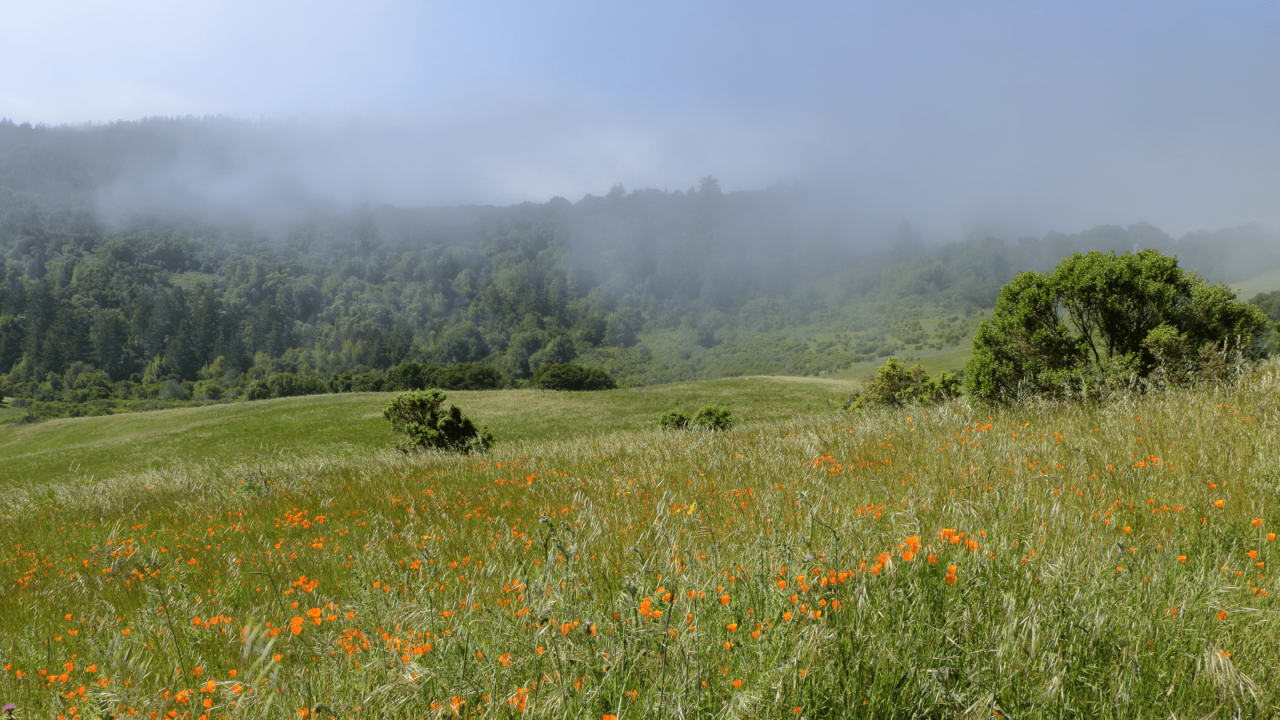 Portola Valley