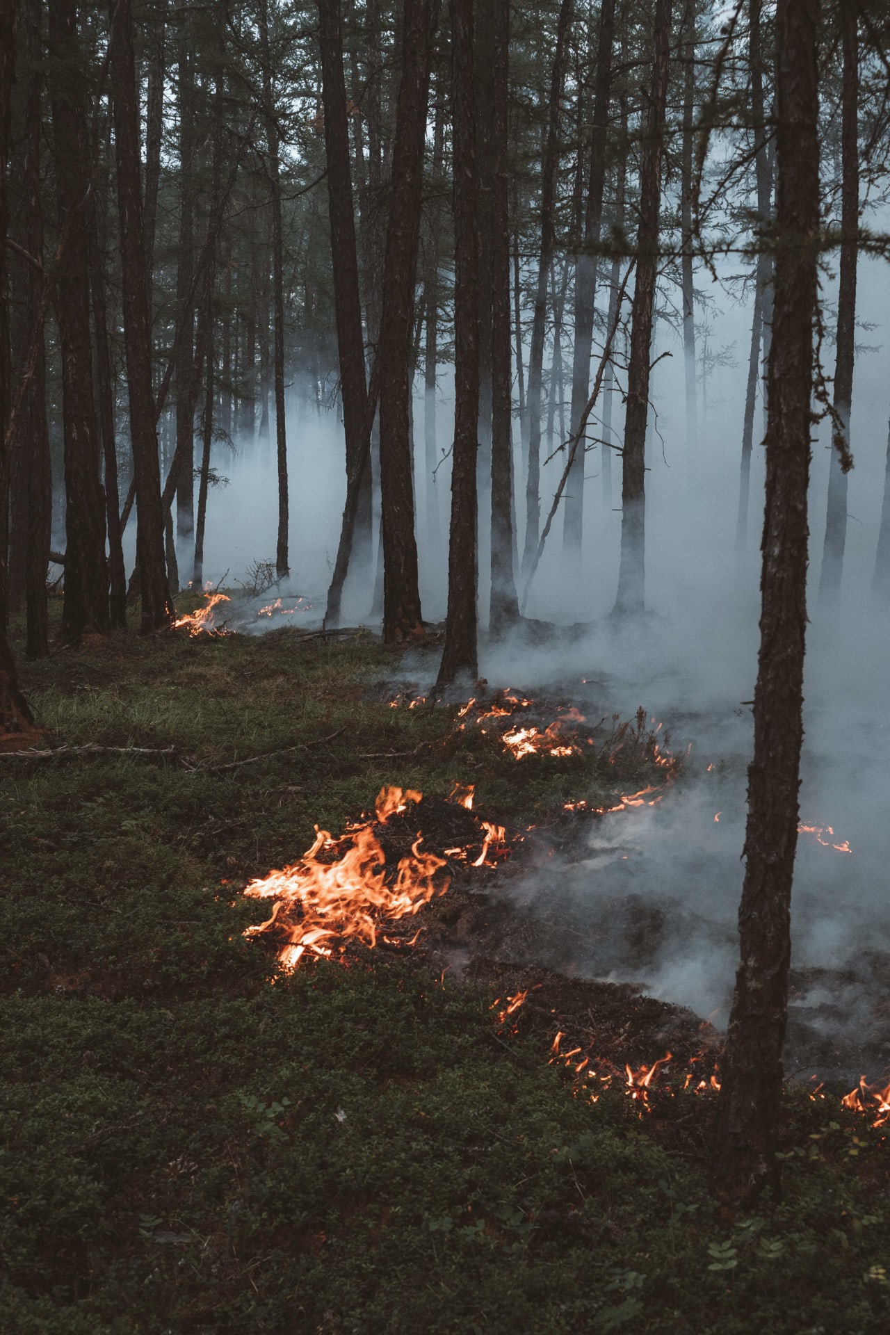 Prescribed burning in North Carolina