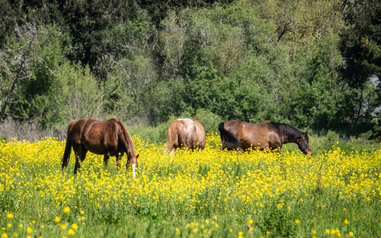 BEAR VALLEY SPRINGS