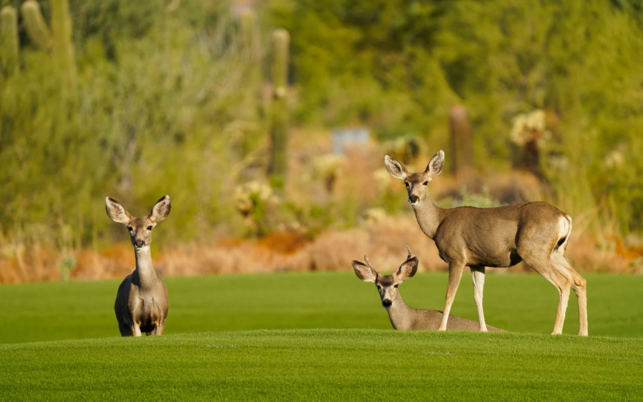 Fair Oaks Ranch