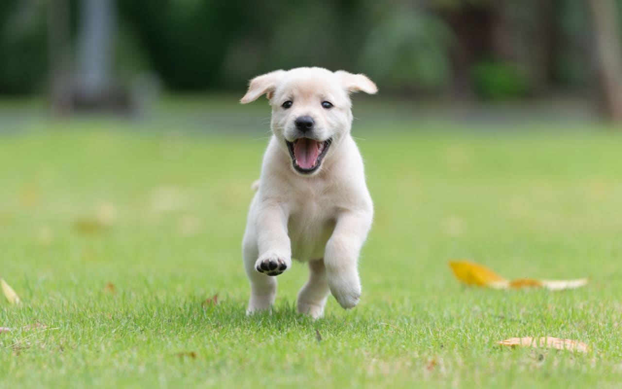 20 Steps to Puppy-Proof Your Home