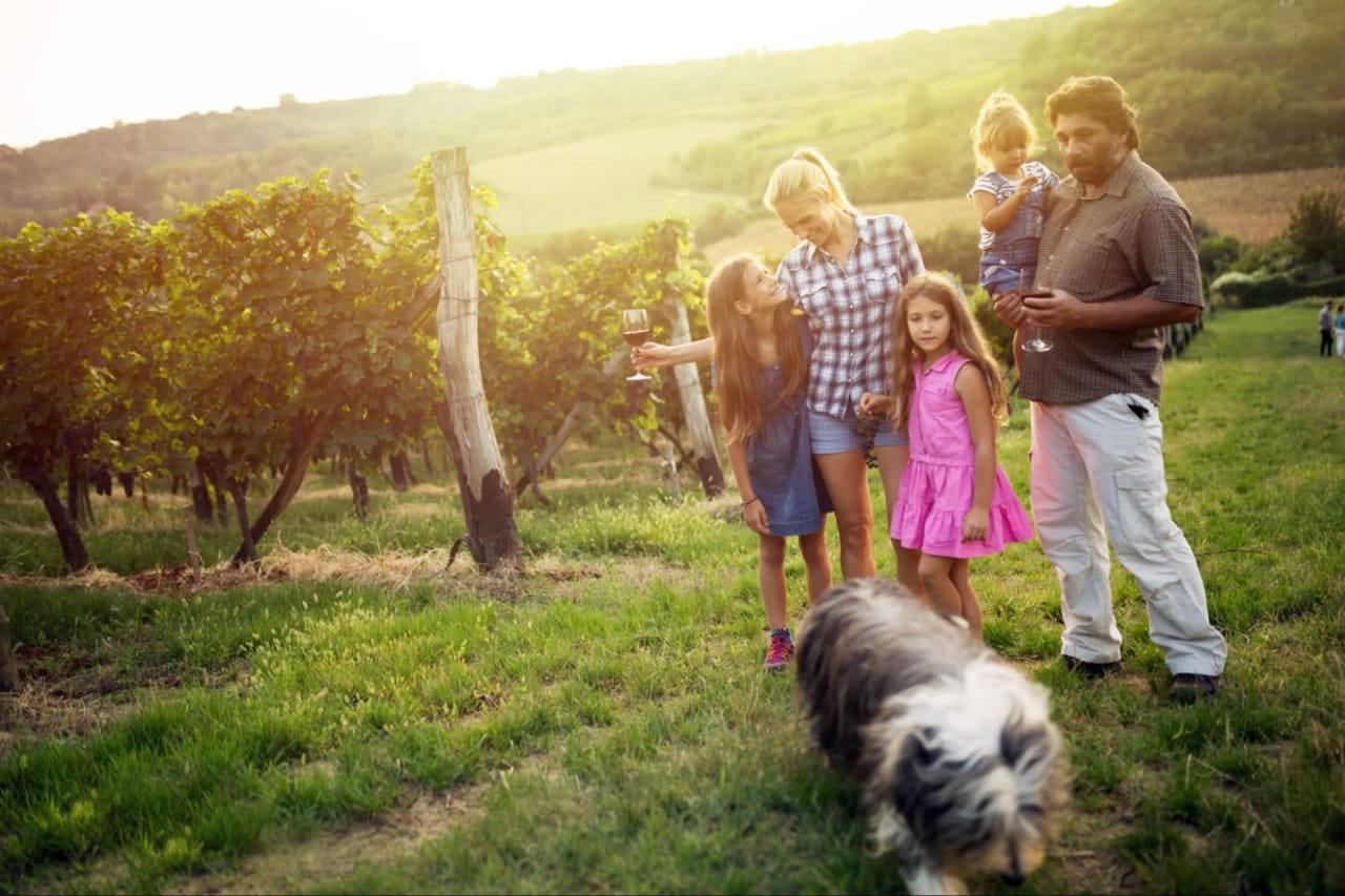 Which Wineries are Pet Friendly in Napa and Sonoma?