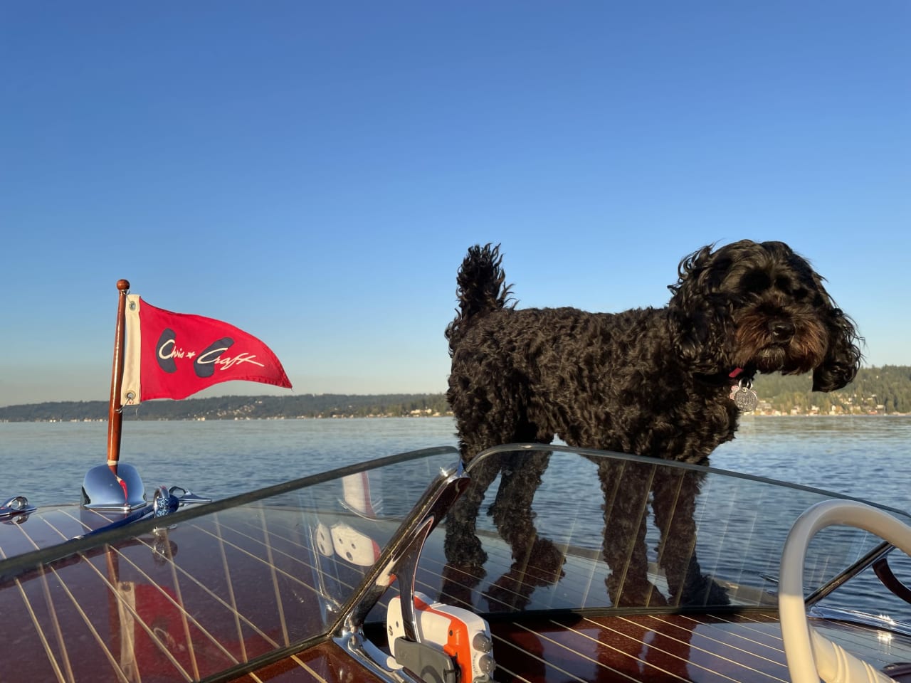 Black dog on a boat in a lake