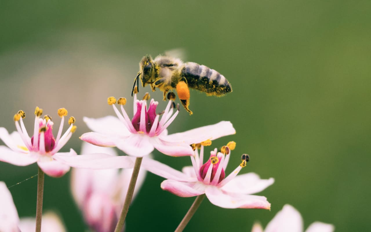 National Honey Bee Day: Plants Bees Love on the West Coast