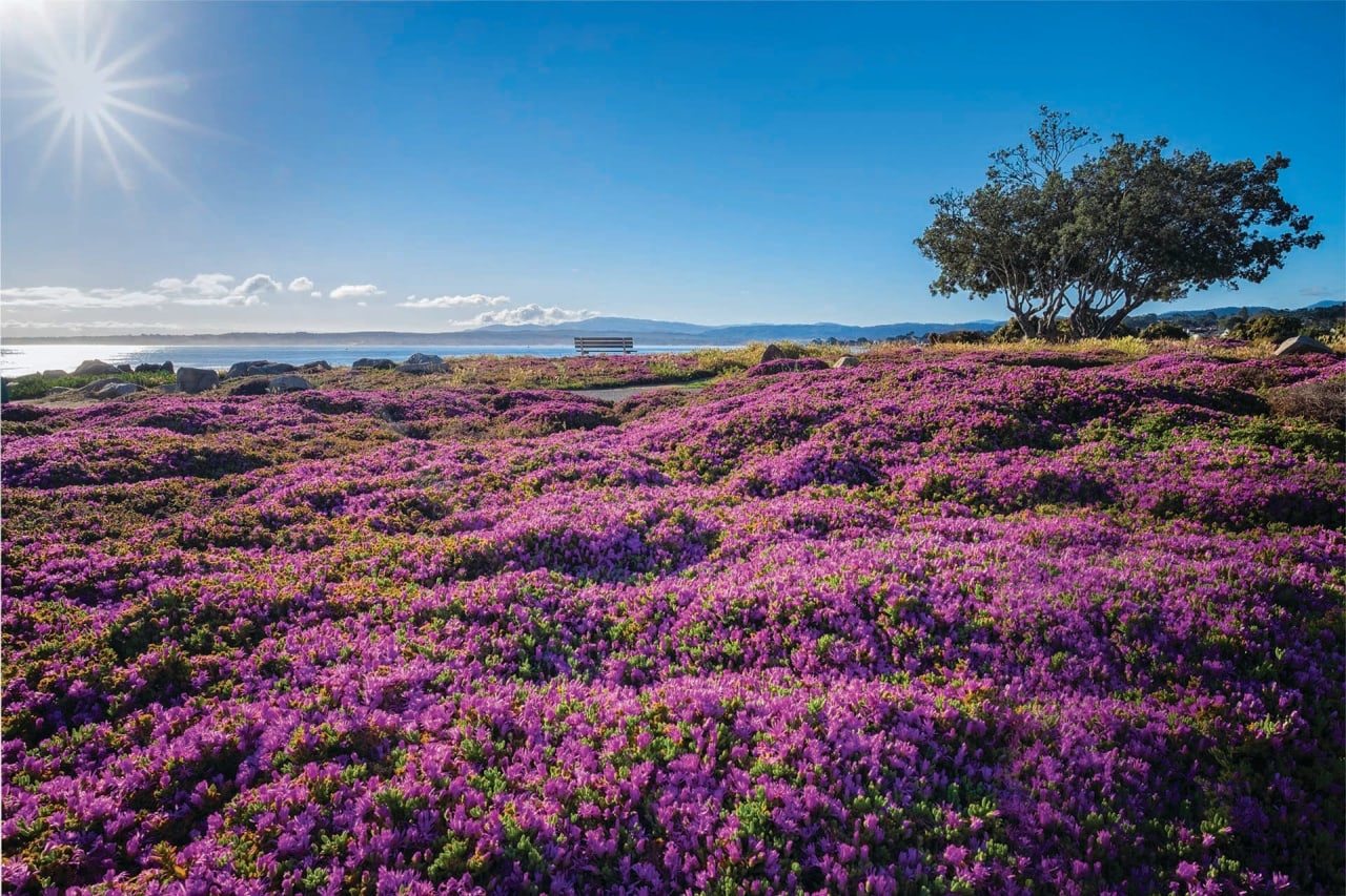 A Guide to Wildflowers on the Monterey Peninsula