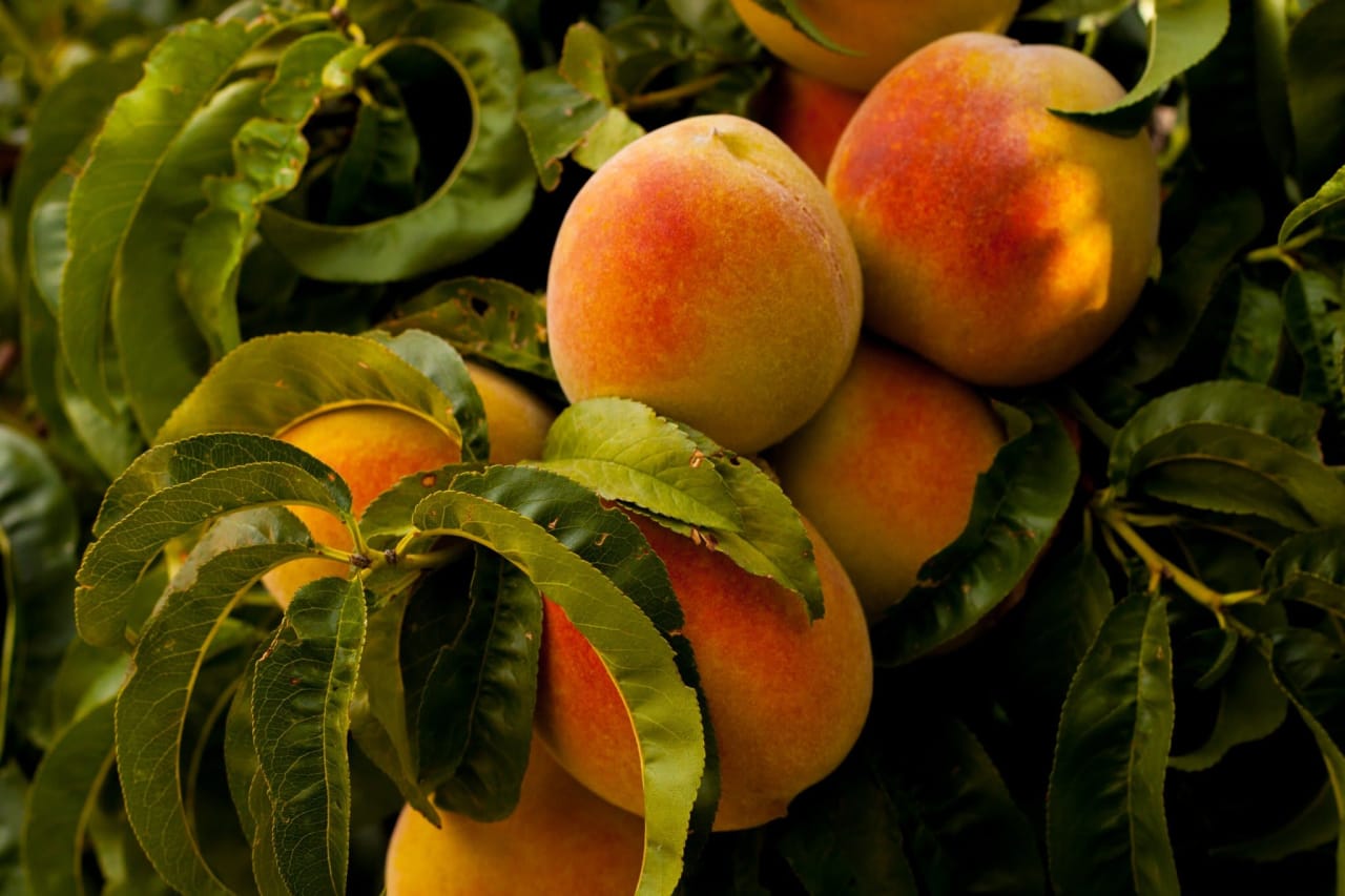 Talkin’ About Fredericksburg Peach Season