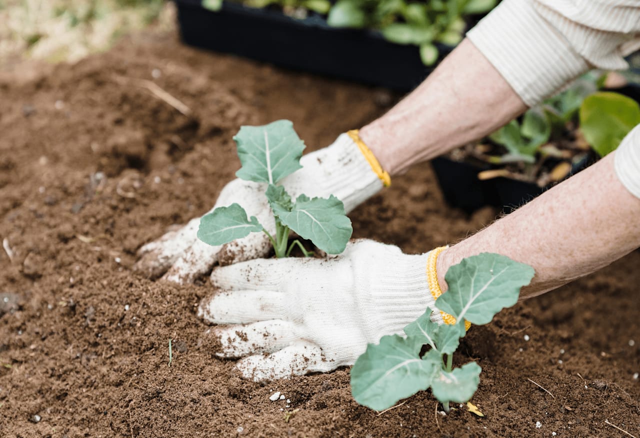 What’s the Best Time to Start Planting My Garden?