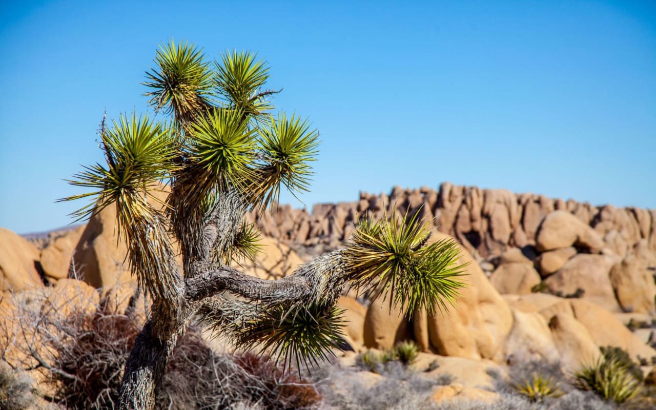 Lone Pine