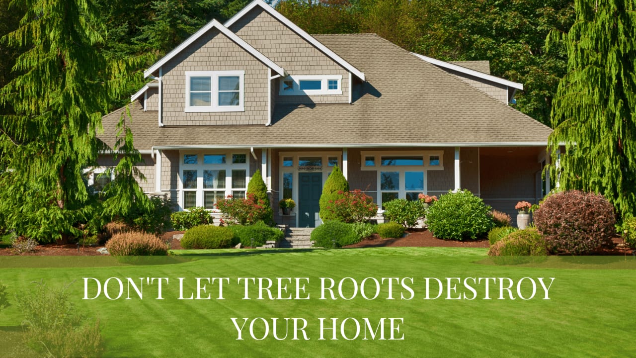 Don't Let Tree Roots Destroy Your Home