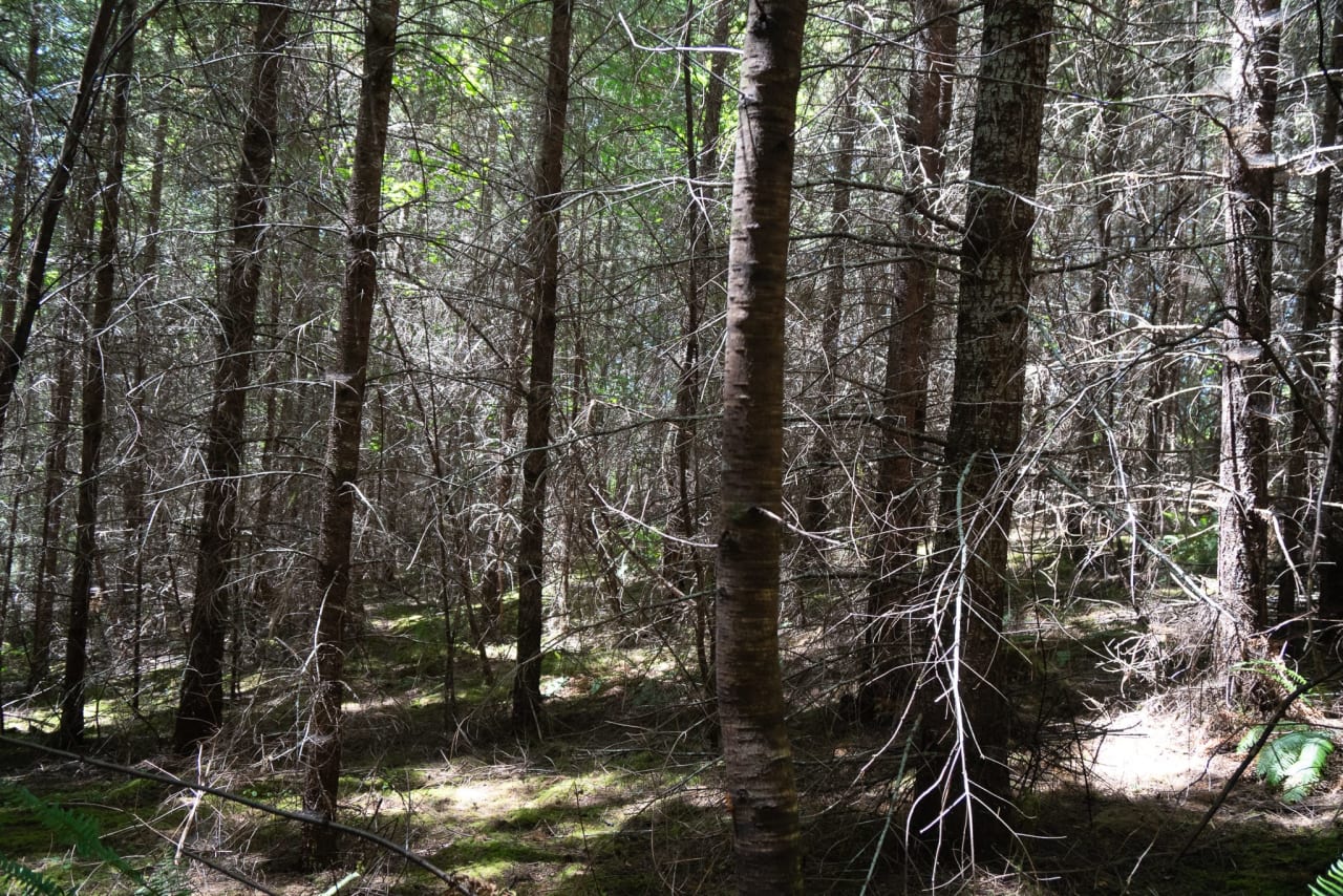 Hayes Hill Tree Farm 