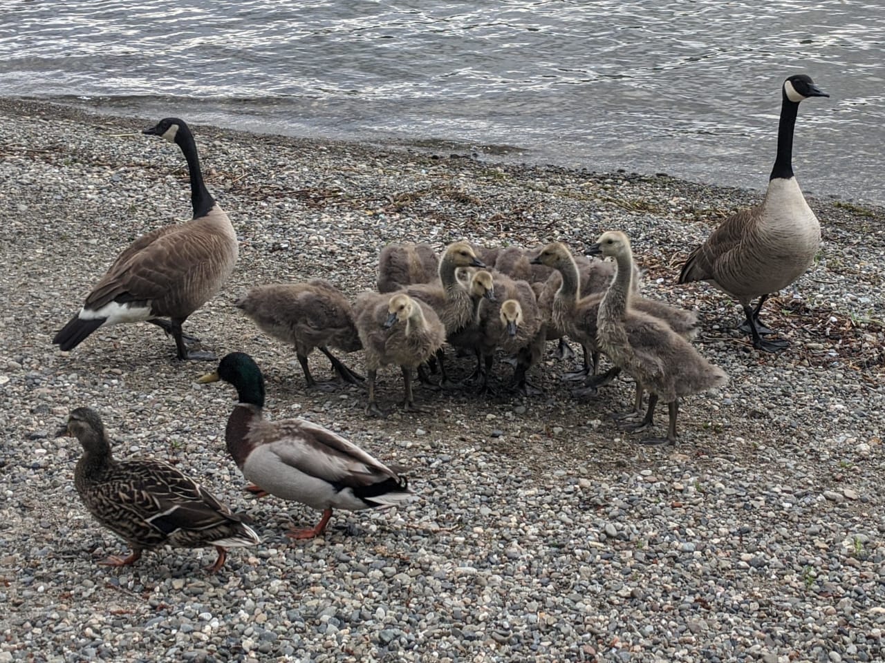 A group of geese and ducks on a rocky beach