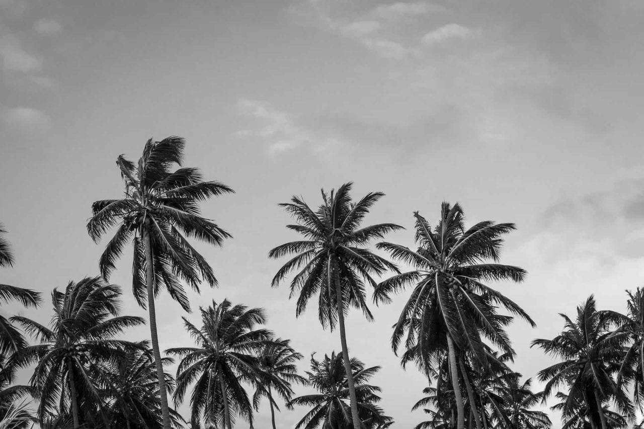 Palms – Mar Vista