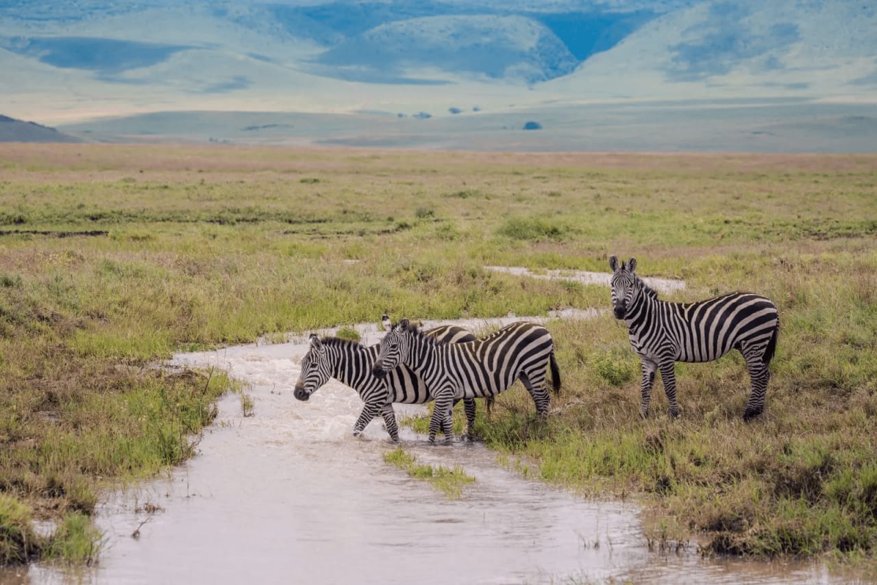 Safari in the Serengeti, Tanzania