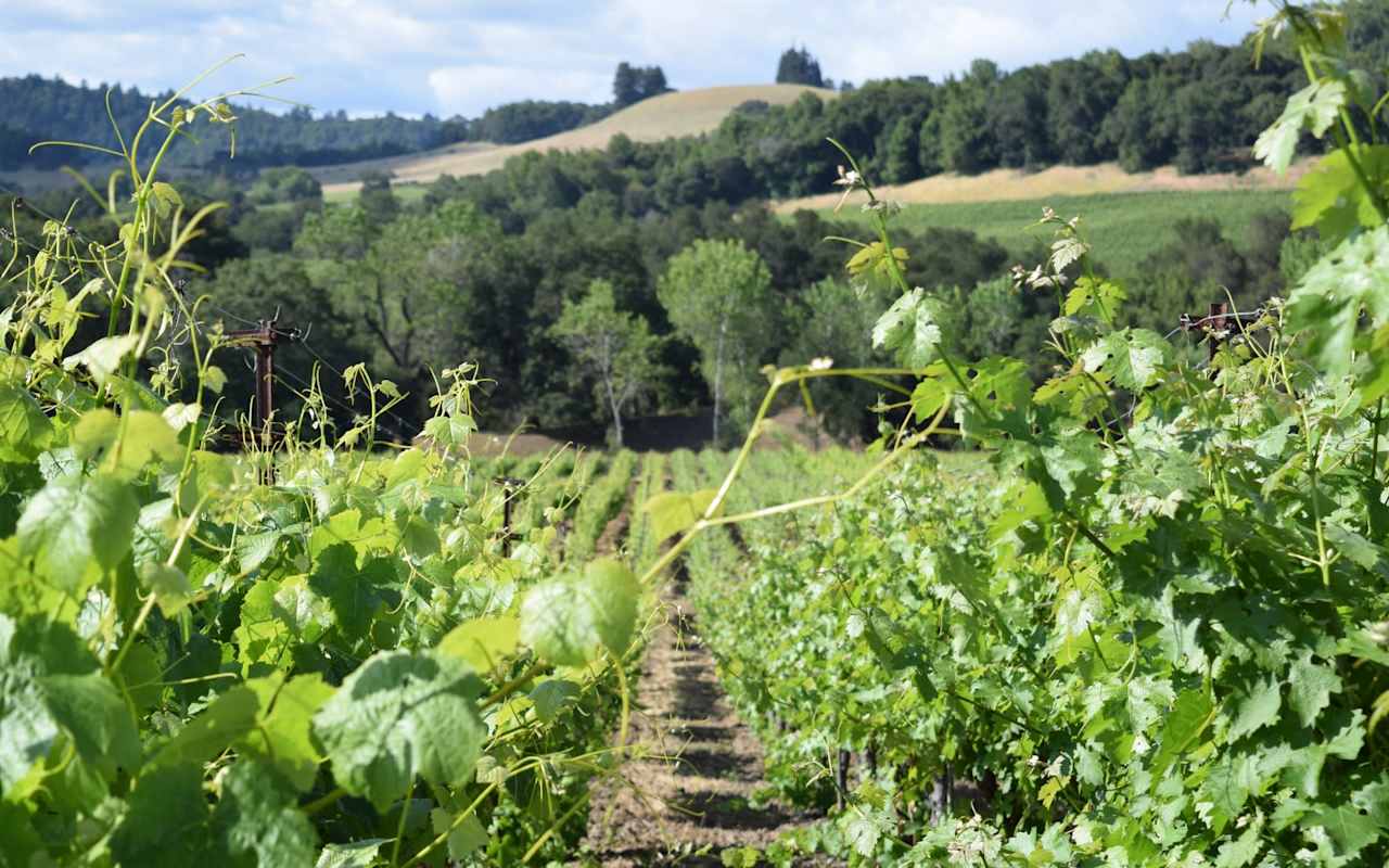 Russian River Valley Neighborhood Guide