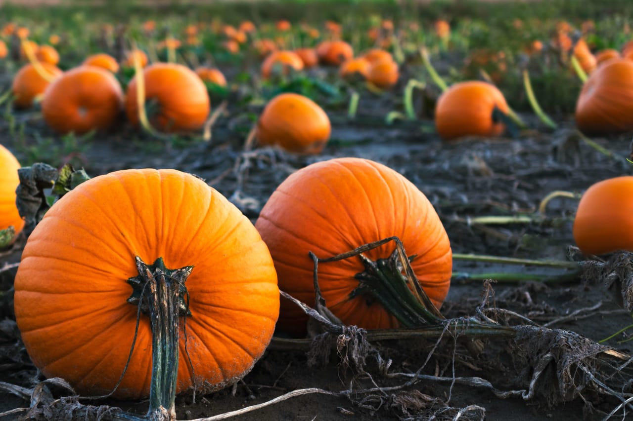 Best Pumpkin Patches in LA and Orange County Dennis Hartley South