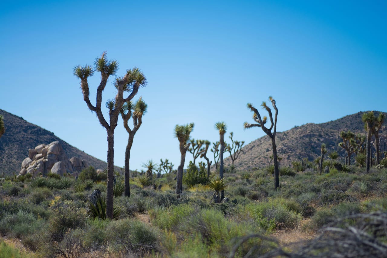 Yucca Valley