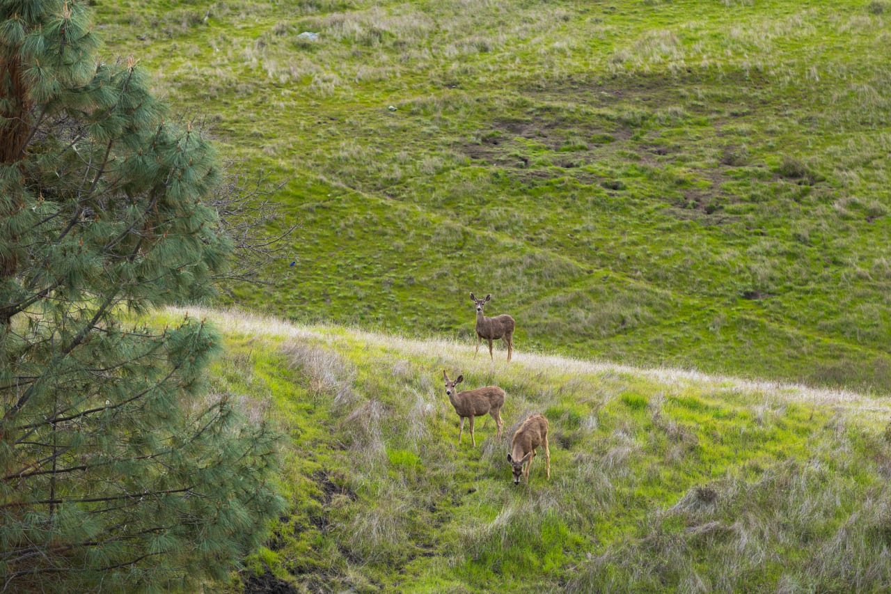 Figueroa Mountain Serenity