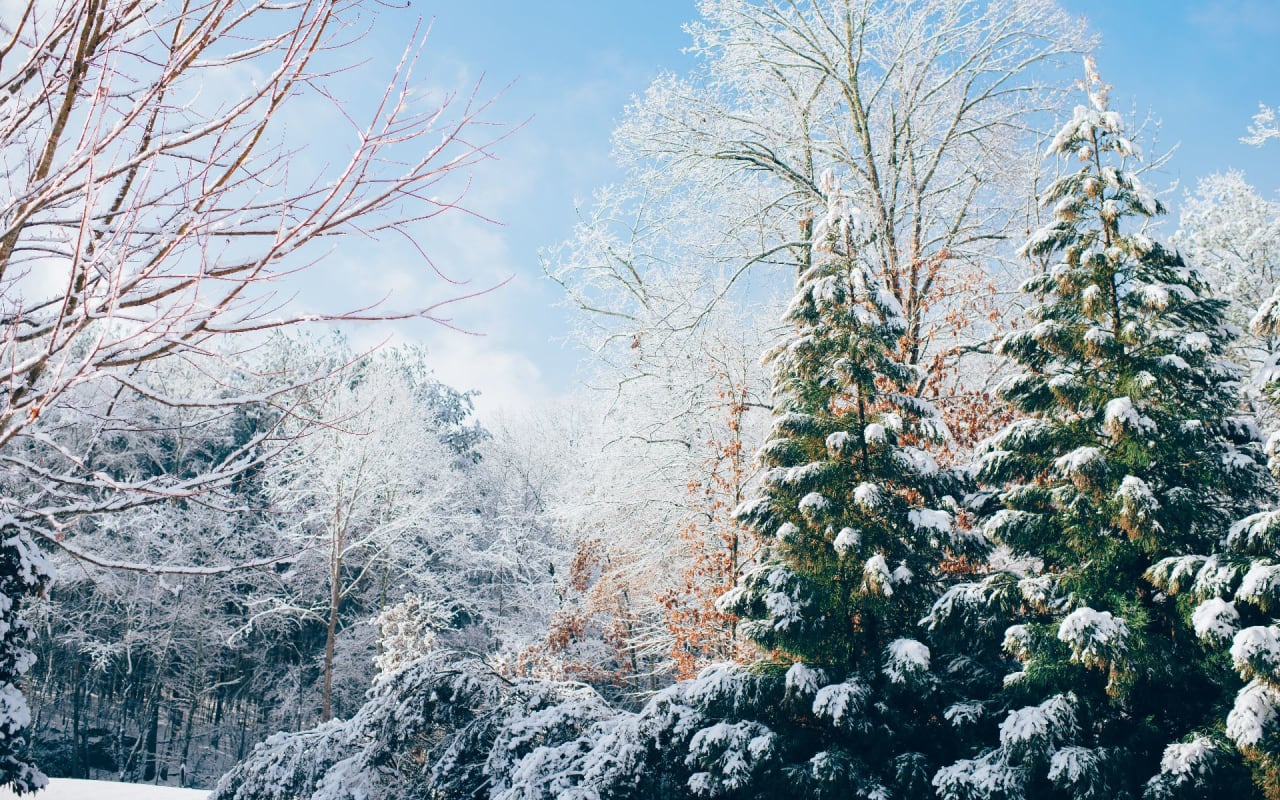 Fall Tips to Prepare Trees for Winter