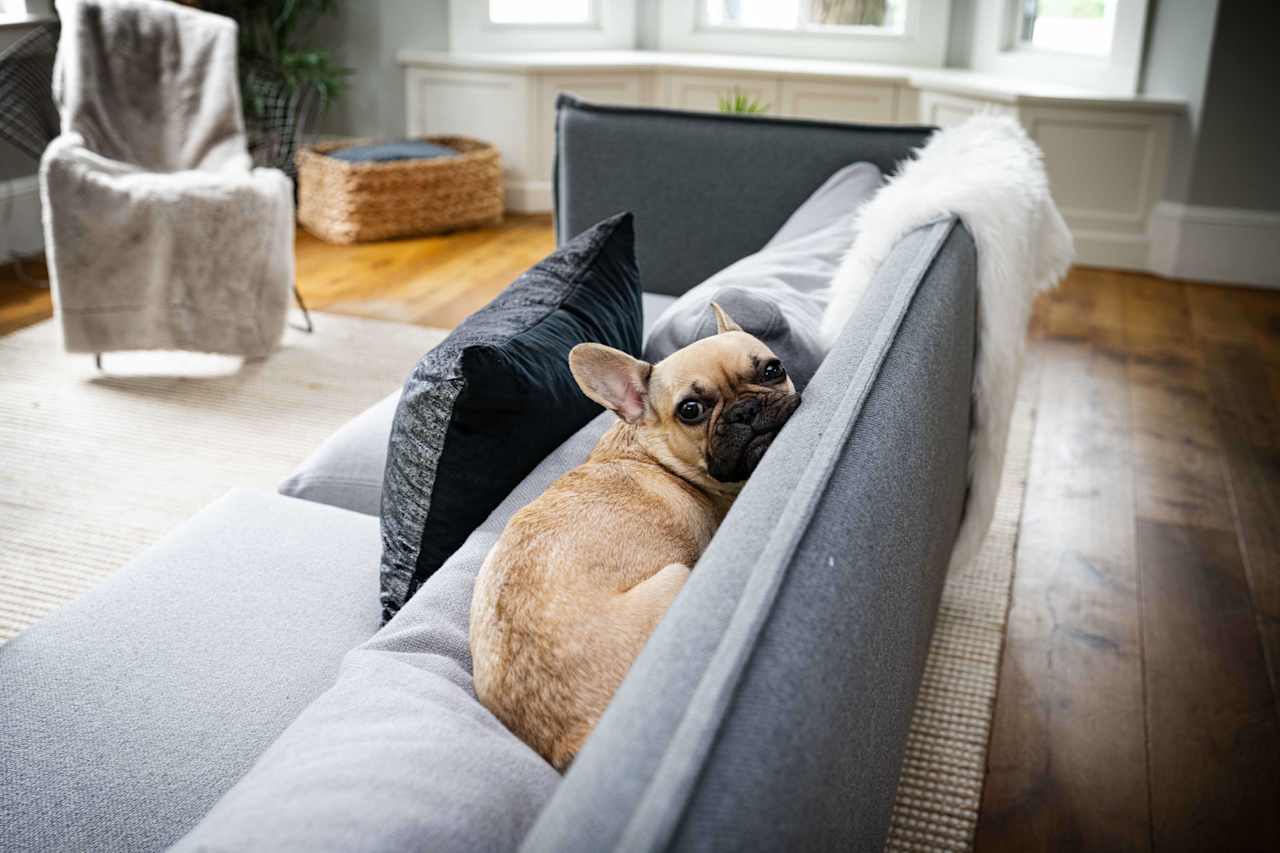 Best Dog Walkers and Dog Trainers in Cambridge MA I I Real Estate Blog