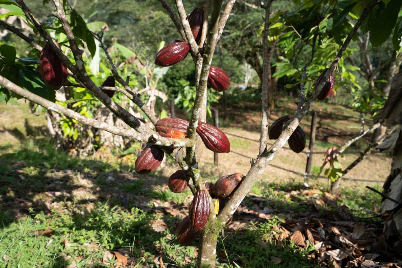 12.5 Acre Luxury Cacao Estate