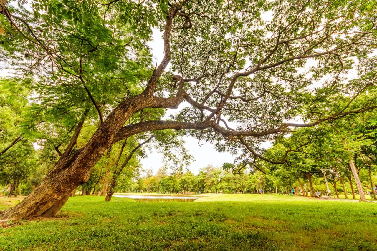 Parks in Sausalito | Dunphy Park