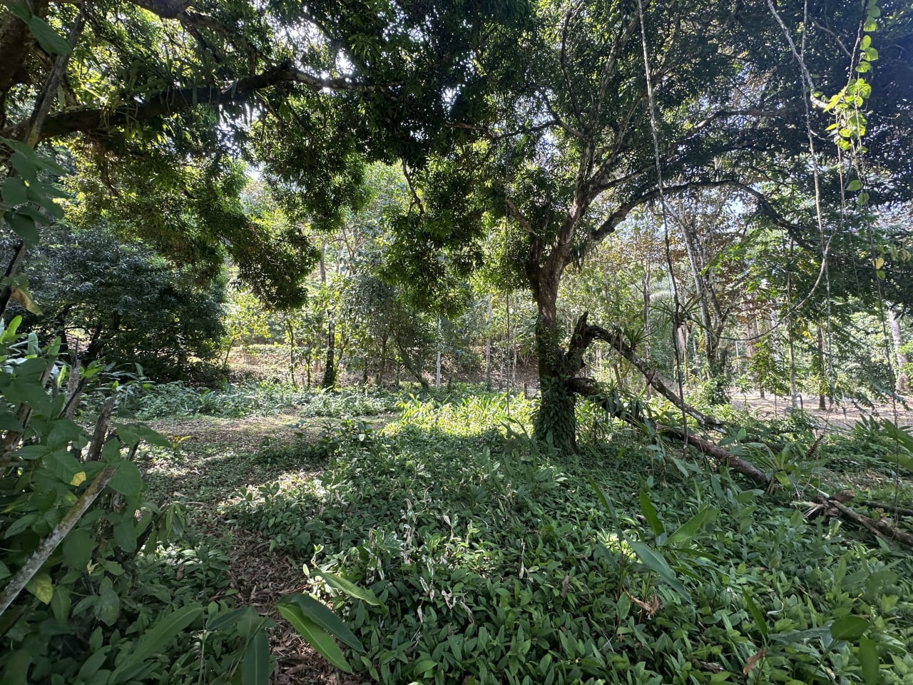 INVESTMENT OPPORTUNITY IN PLATANILLO – YOUR FIXER-UPPER DREAM WALKING DISTANCE TO NAUYACA WATERFALL