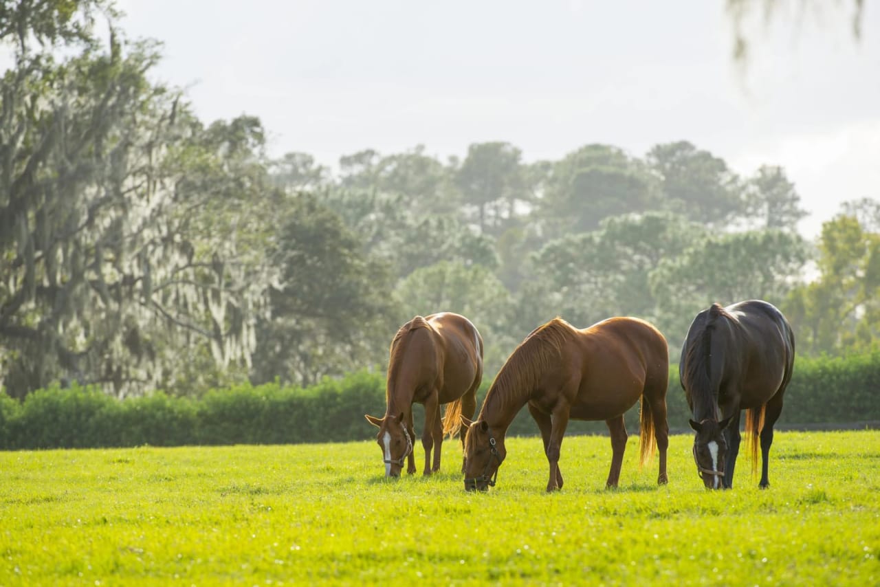 LOXAHATCHEE