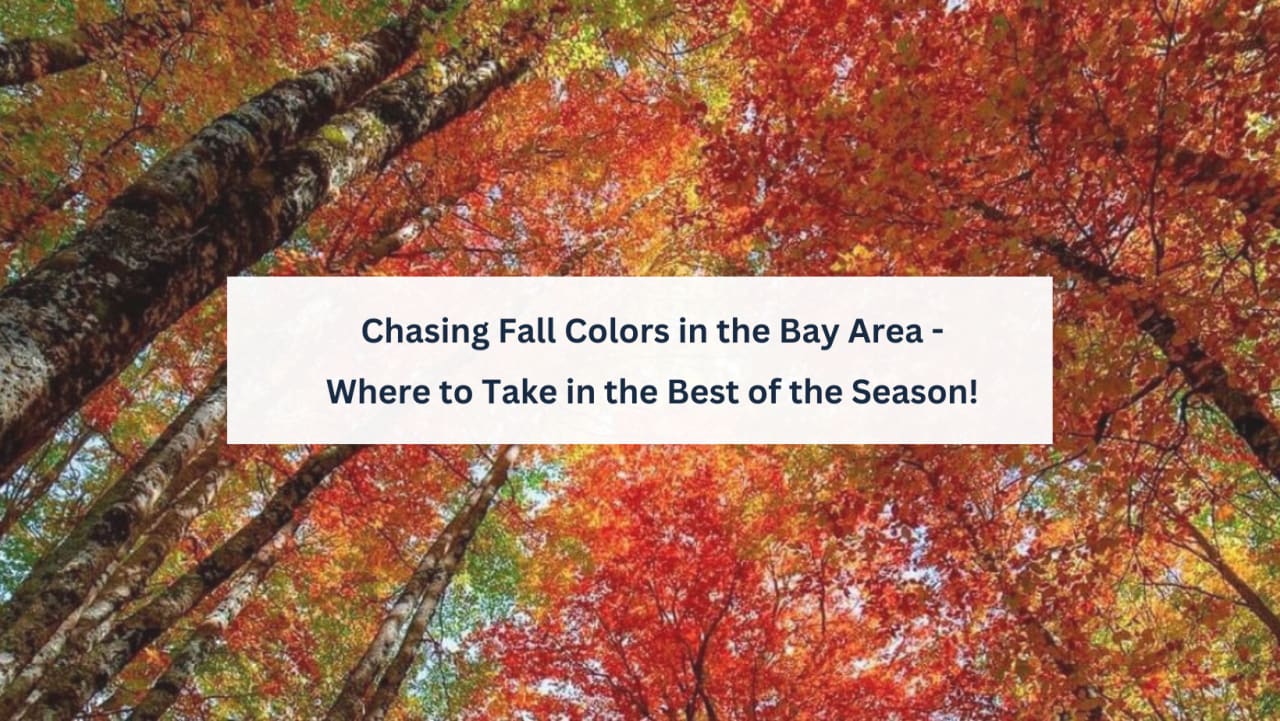 Chasing Fall Colors in the Bay Area