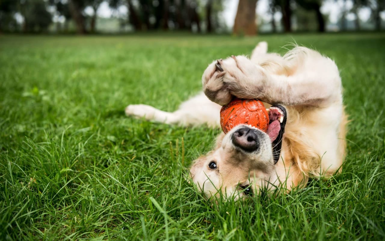 Dog Parks In Scottsdale