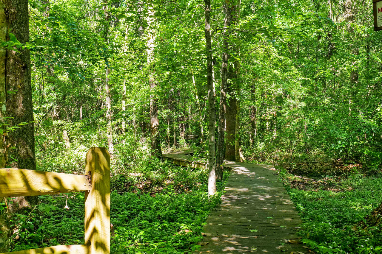 A ground-level view of a forested pathway within Blairstone Forest, featuring dense tree cover and a tranquil environment.