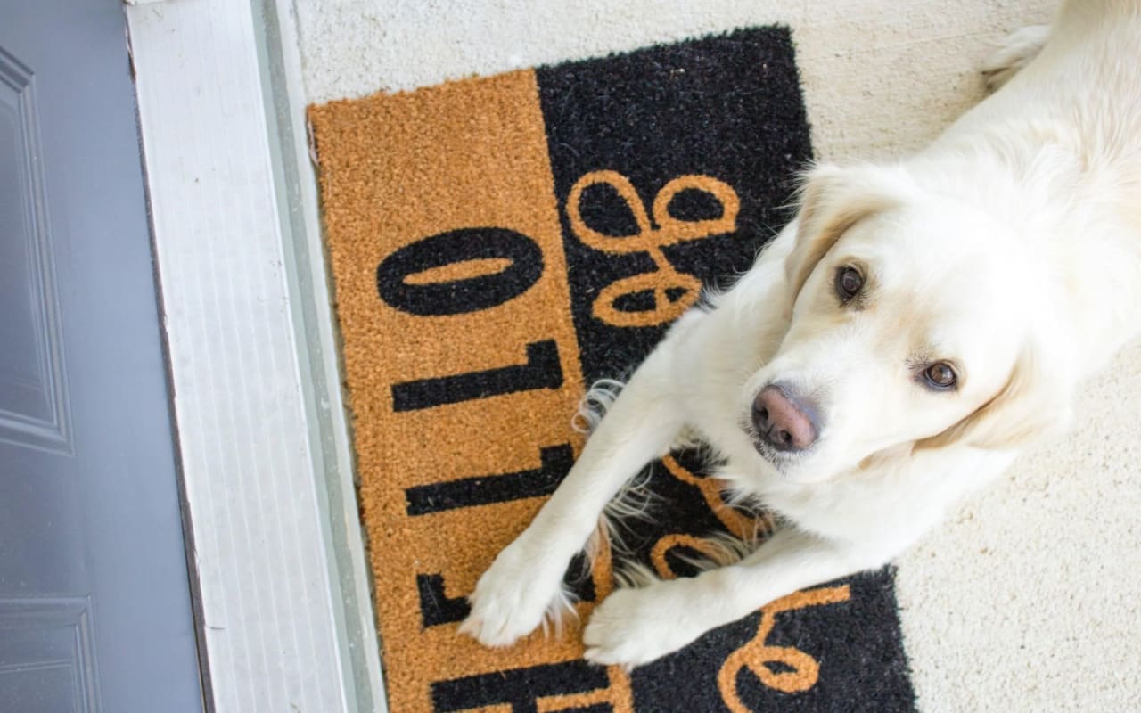 5 Essential Elements of Pet Etiquette