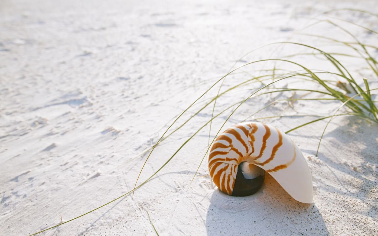 The Ackerman Group Sarasota Real Estate Group