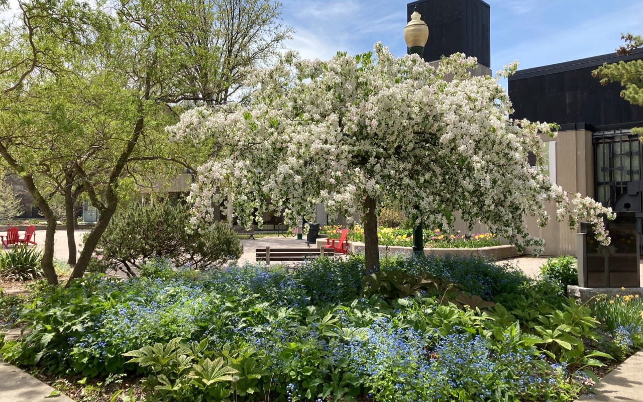 A mini park with a tree full of white flowers.