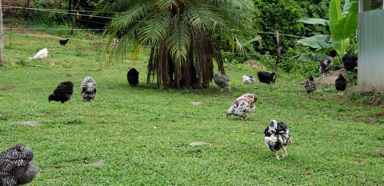 Finca Río General in Santa Luisa