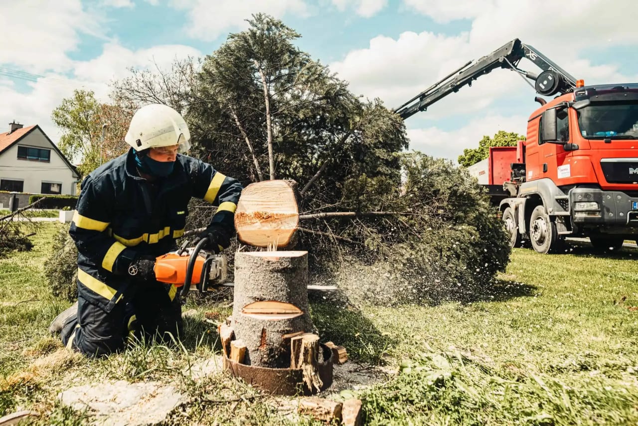 Tree Service Guilford Ct