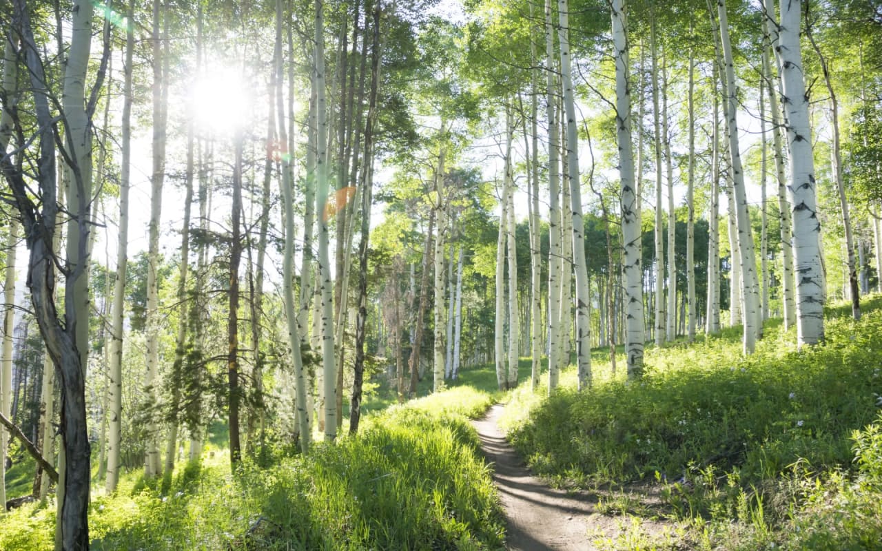 Trail winding through vibrant green woods in Colorado