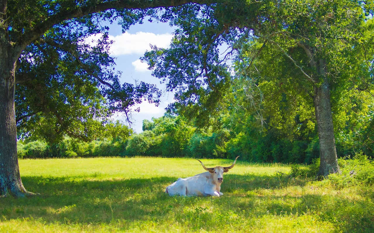 What You Need to Know About Buying Texas Land