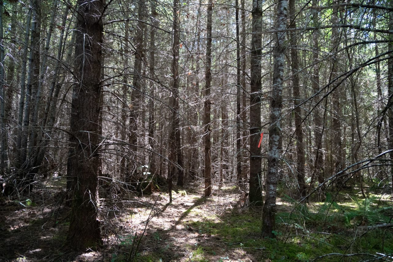 Hayes Hill Tree Farm 