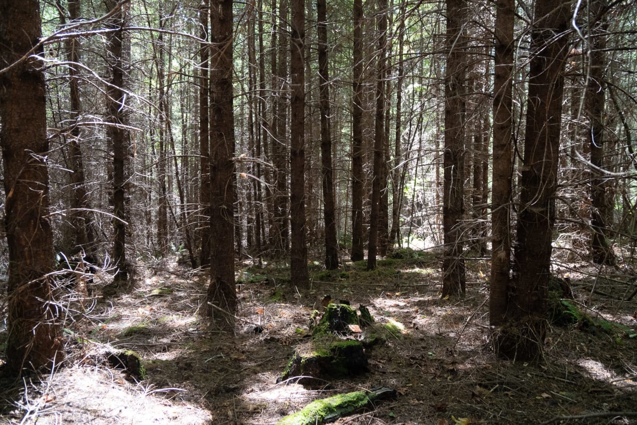 Hayes Hill Tree Farm 