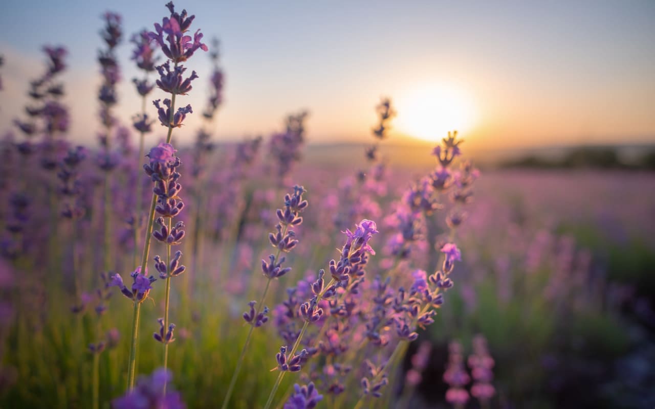 Getting Your Garden Ready for Summer and the Summer Selling Market