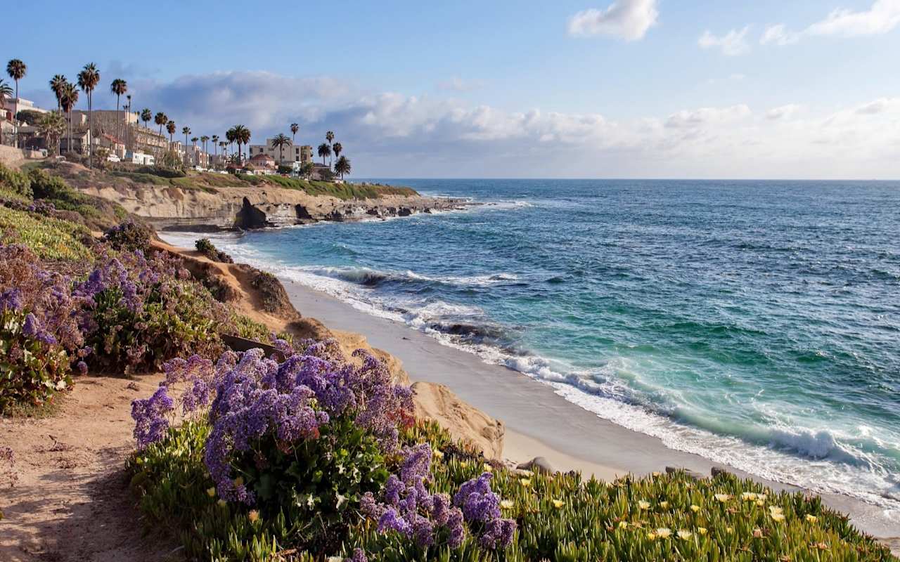 Laguna Beach with purple sea lavender, white sand, palm trees, and blue ocean.