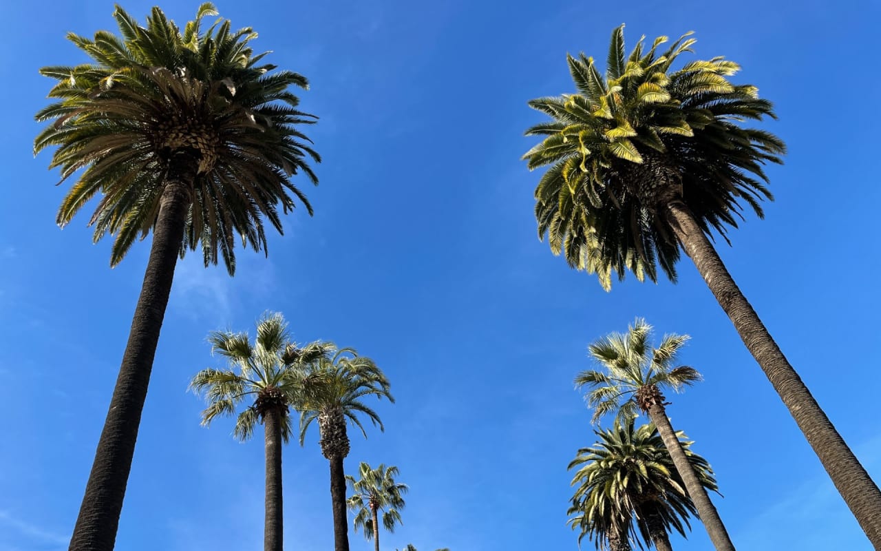 Mar Vista | Palms